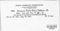 Uromyces viciae-fabae image